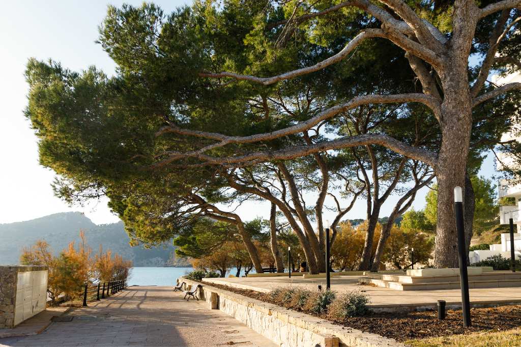 Großer verzweigter Baum an der Strandpromenade von Camp de Mar
