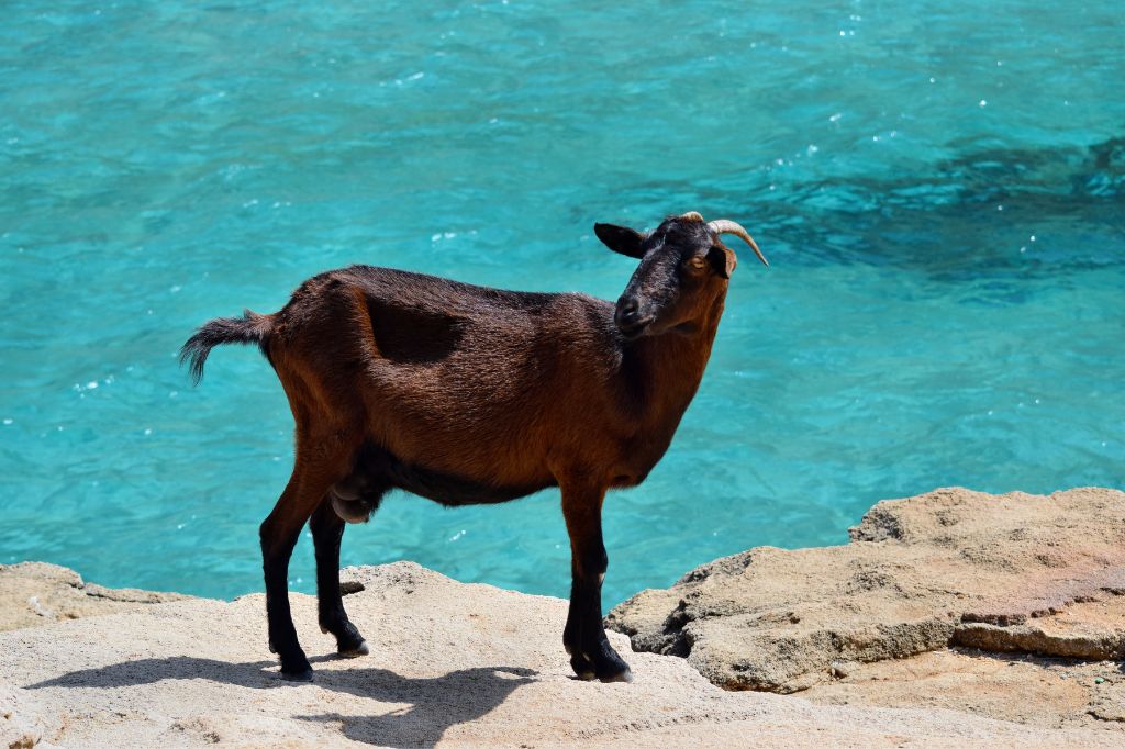 Eine wilde, zahme Ziege schaut und läuft auf einem Felsen neben dem türkisfarbenen Meerwasser in Cala Figuera.