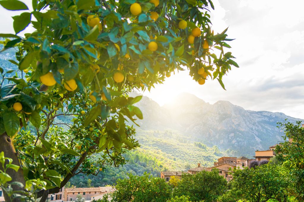 Landschaft in Soller, Mallorca mit Orangenbäumen und Bergen