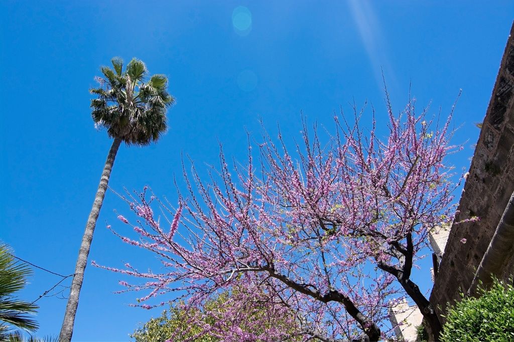 Rosa blühender Baum in Palma im April