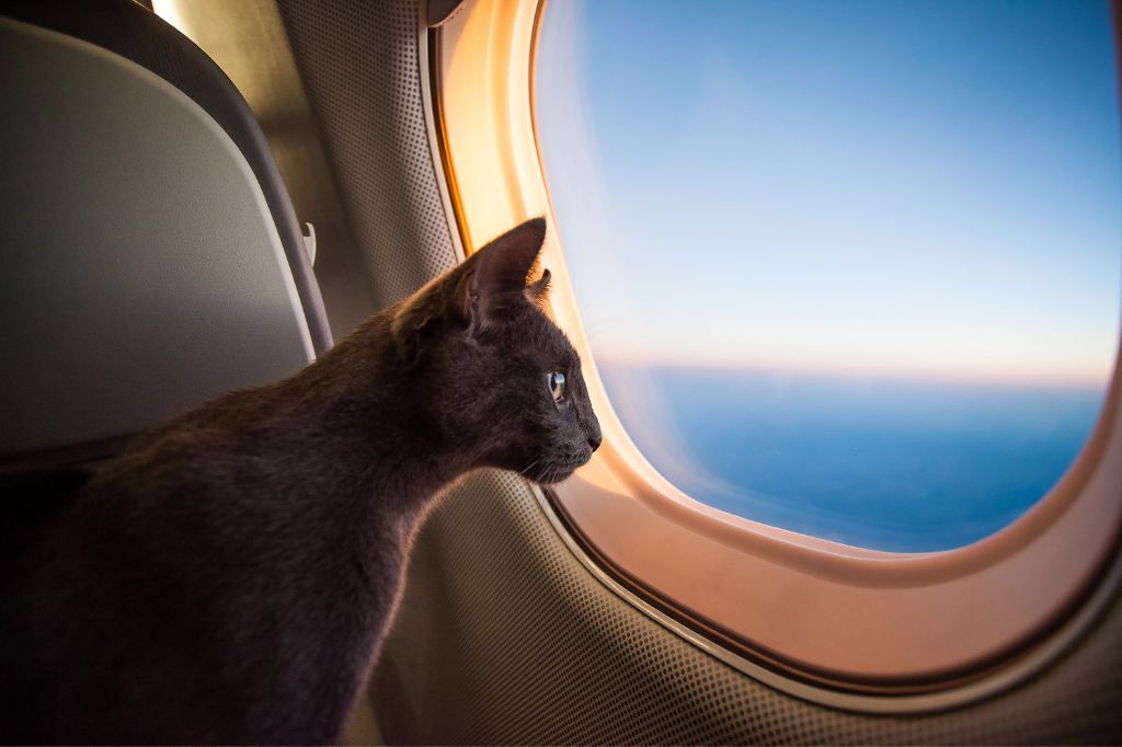 Die Katze schaut aus dem Fenster in der Flugzeugkabine