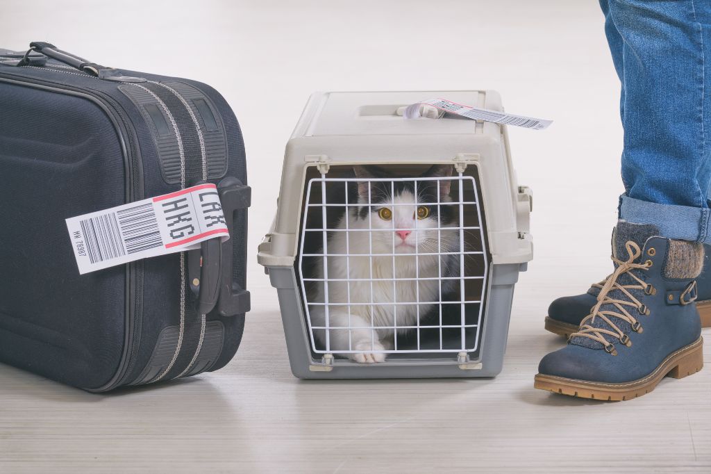 Katze in einer Transportbox, die auf ein Flugzeug wartet