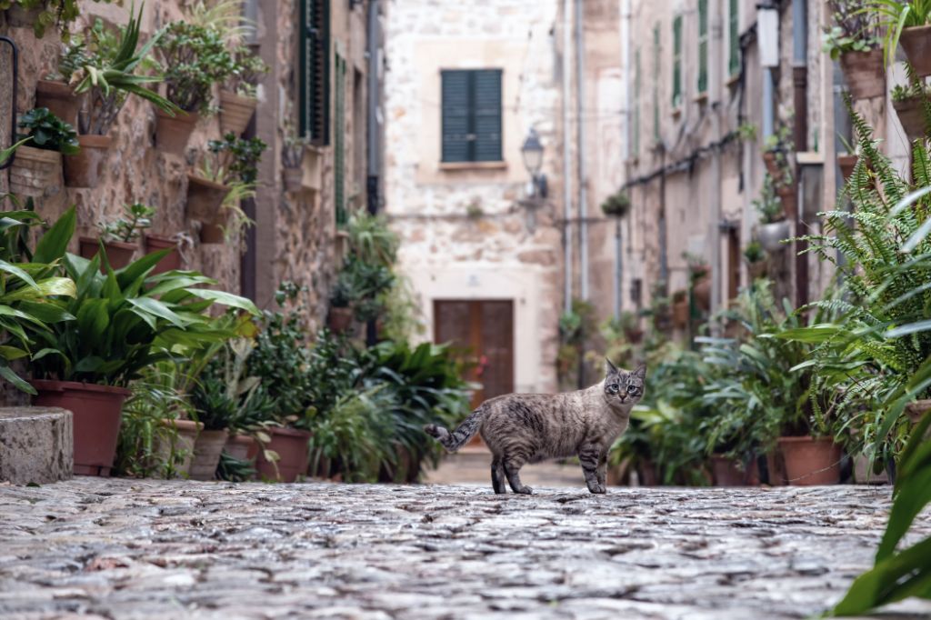 Eine Straßenkatze läuft durch die Straßen der Altstadt von Valldemossa