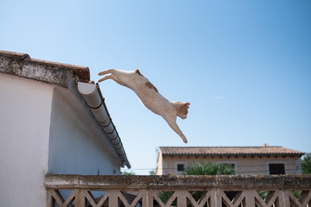Katzen auf den Straßen Mallorcas