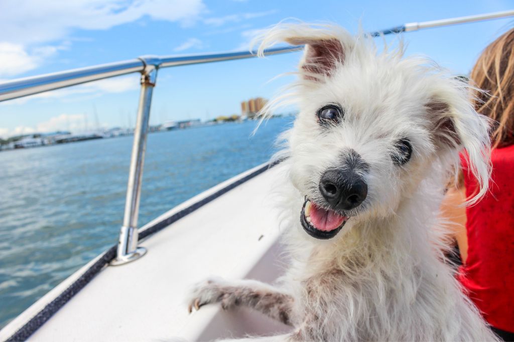 Hund auf einer Yacht
